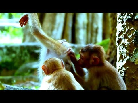 What Are These Monkeys Doing With Statues?