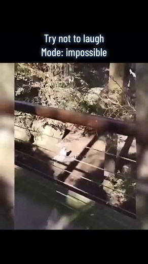 MEME HUB🤣 (@nolaughing0107)’s videos with original sound - MEME HUB🤣