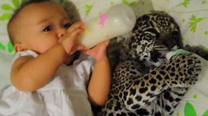 Orphaned leopard bottle feeding with a biologist's daughter! (credit: ViralHog) Pass it on :) | Sun Gazing