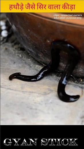 Hammerhead Worm | The Immortal Worm #facts