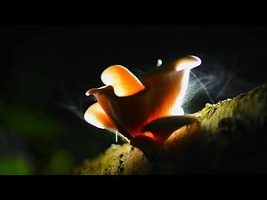 Spores Dispersal of Fungi