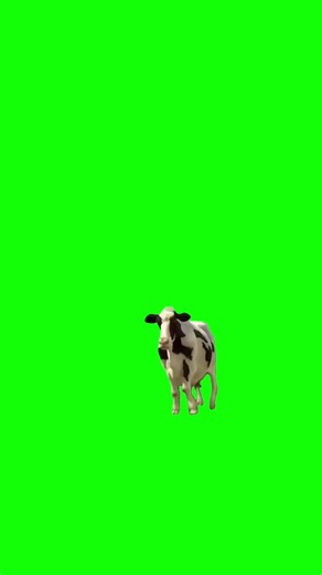 Cows Dancing: Fun Green Screen Video
