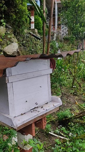 15K views · 492 reactions | Honeybees ❤ #beekeeping #highlights | Himalayan Farmer | Facebook