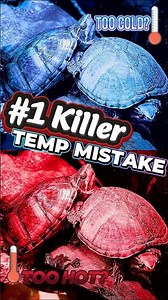 Stinkpot Temperature Mistake The #1 Killer of Beginner Turtles! (FACT 7)