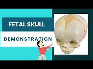 "Fetal skull demonstration for practical examination"