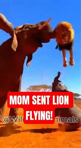 🦣A Mother’s Response — Elephant Launches Lion Into the Air 😱