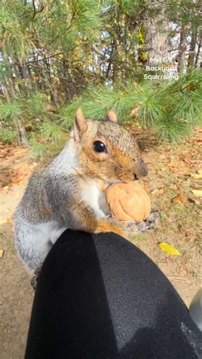 21K views · 928 reactions | Max, Pretty and a chickadee! #squirrelwhisperer #amazing #squirrel #Max #Pretty #bird #blackcappedchickadee #squirrelfriends #backyardwildlife #connectwithnature #melgsbackyard #melgsbackyardsquirreling | Melanie Getchell | Facebook