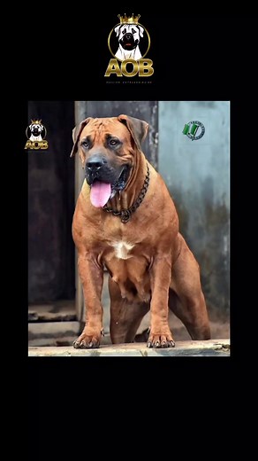 8.3K views · 159 reactions | Note: All puppies are fully booked. AOB Gravel 83.3%L (Landre Zeus 85.5%SR x Ania Caspian Blaze 81.1%). One of our exceptionally strong and healthy breeding females seen here moments before falling into labour. She performed some exercises (run) to prepare her muscles for easy contraction. She delivered her beautiful puppies effortlessly and took great care nursing them. | Alagbede Ogun Boerboels | Facebook