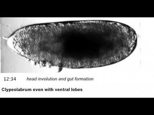 Drosophila melanogaster, slow version of embryonic developmental stages