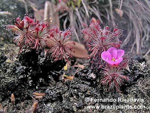Drosera meristocaulis - Alchetron, The Free Social Encyclopedia