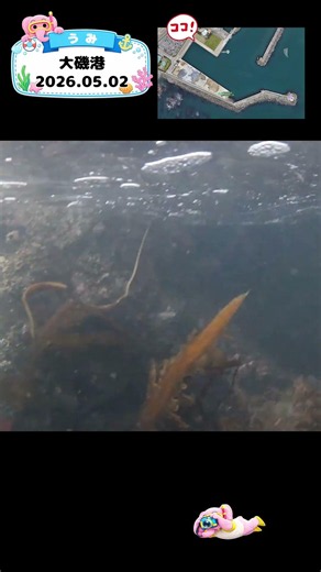 知育動画で楽しく学ぶ【水中映像】今日は魚いるかな？🐟 大磯港の海の中🌊2026年5月