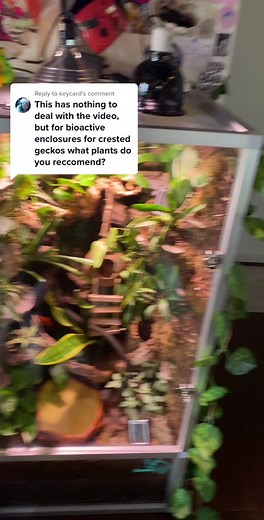 Safe Plants for White Tree Frogs and Crested Geckos Enclosure