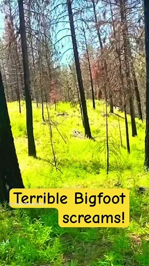 Extremely Powerful and Terrifying Bigfoot Vocal Screams Recorded on Camera Silencing the Wilderness! #Bigfoot #Extreme #Power #Terror #Vocal #Scream #Record #Camera #Silence #Wilderness #Sasquatch #FYP #Scary #Cryptid #BigfootOnCamera #BigfootIsReal #BigfootSighting #BigfootSpotted #GiantBigfoot #New