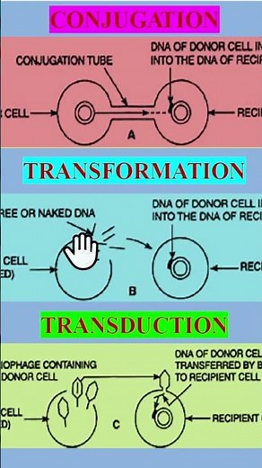 Conjugation, Transformation, Transduction
