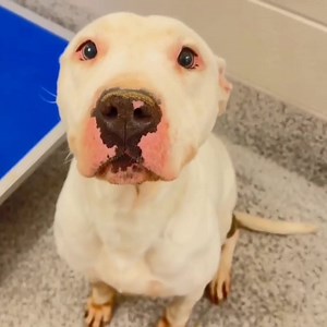 13K views · 2K reactions | Saving Houston’s Pets on Reels | Facebook