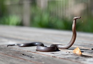 Biblical Meaning Of Snake Bite In A Dream: Is It Good Or Bad?