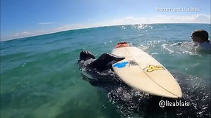 137K views · 5.7K reactions | TOO CUTE  A courageous manatee was caught on camera playfully "stealing" a Florida boy's surfboard as he waited for waves off Fort Pierce Inlet. https://bit.ly/3yFWd1j | WFLA News Channel 8 | Facebook