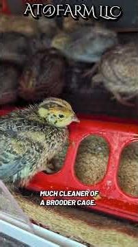 my ALL day project: adding wire flooring to my brooder cage 😍