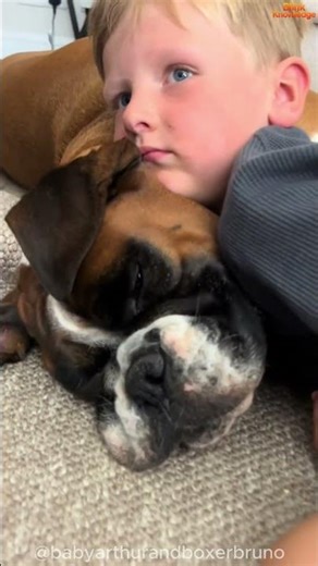 Why Boxers Are the Best Family Dogs ❤️ | Fun & Loyal Pets