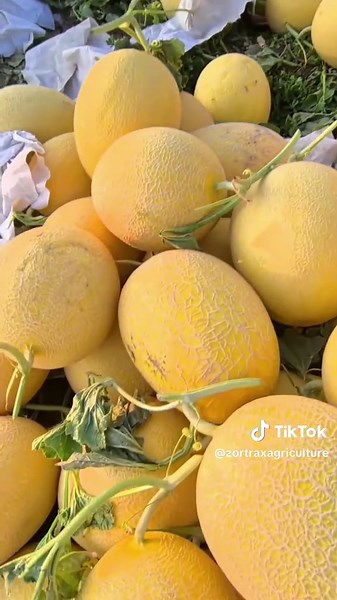 How to Grow Honeydew Melons: A Complete Guide