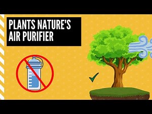 How do plants produce oxygen & Clean the Environment ?| Biglords.com