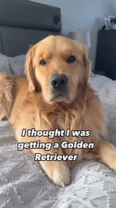 2.7M views · 10K reactions | Golden Life 瑩 Credits - @teddy_chews . . . #goldenretriever #goldenpuppy #goldenlife #goldenlove | Golden Retrievers by Alpha Paw | Facebook