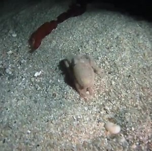 Rate this color change from 1 to 8! 🎥: @underwaterpat / Pat Webster Let’s walk through how octopus change colors faster than we can blink! How? ➡️ Chromatophores (Crow-Matt-Oh-Fours) 🔘 Chromatophores are small pigment-containing cells that are controlled by an array of muscles and nerves. ↔️ These tiny, elastic sacs of color can be stretched or tightened! ⚪️ When a chromatophore is relaxed, the sac contracts and leaves an octopus looking white (like the one here) 🔴 When muscles around a chrom