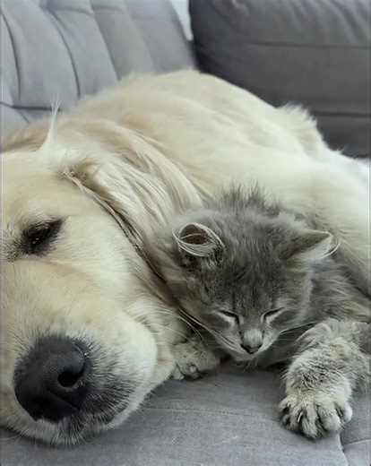 20K views · 767 reactions | Adorable Kitten Finds Sleeping Golden Retriever Cutest Reaction Ever | pet lovers | Facebook