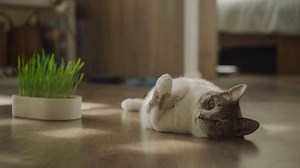 How to Create a Pet-Friendly Home