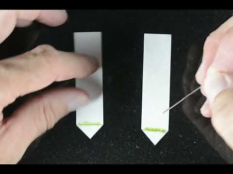 paper chromatography of plant pigments