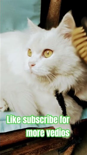 Interesting Facts About Cats | Cat Information VideoTop 10 Cat Facts Every Cat Lover Must Know