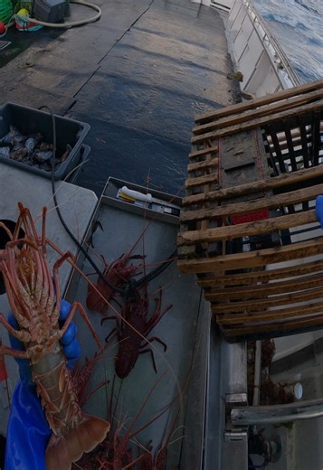 Ultimate Guide to Catching Lobsters and Crayfish