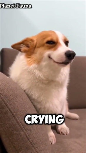 Top 5 Funniest Dog Breeds 😂🐶