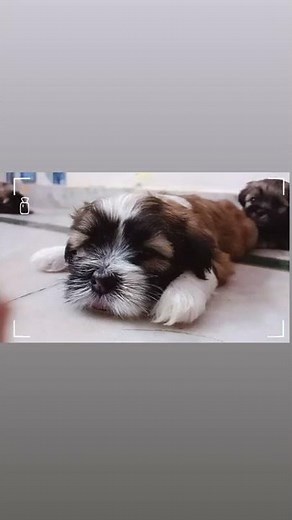 Lhasa Apso Puppies