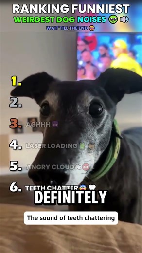 Ranking Weirdest Dog Noises 👽🔊 That is NOT a Dog... || #shorts #dog #funny #cute #explore #viral