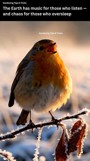 Every dawn, long before most people wake, birds begin what scientists call the dawn chorus — a worldwide concert of sound. 🌍✨ Each species sings for a reason: 🕊️ Territory: Males announce, “This space is mine!” to warn rivals. 💞 Courtship: Their songs attract mates — the richer and more complex the tune, the stronger and healthier the singer. ⏰ Timing: Birds often sing just before sunrise when the air is calm and sound travels farthest. But these ancient symphonies are becoming quieter. Studi