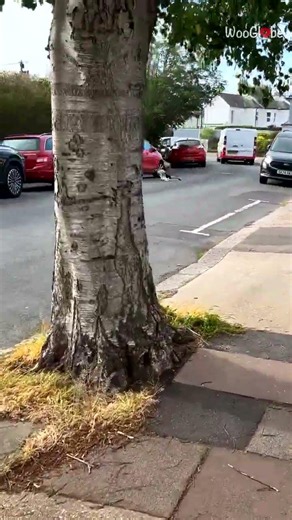 Crow vs. Seagull: Intense Street-Level Standoff Captured || WooGlobe