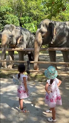 Twin Twin Learn About Elephants and Their Trunks 🐘