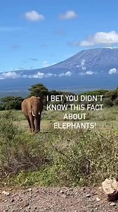 You may already know the old trick of identifying an elephant by its ears: While an African elephant has large ears which resemble the shape of Africa, Asian elephants have smaller ears, often around half the length of their head. But have you ever noticed that the two species also have different head shapes? Looking at an elephant front-on, the African genus have fuller, more rounded heads, while the Asian elephants have more of an ‘m’ shaped head, domed on either side with an indentation down 