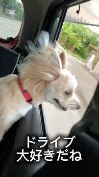 マナーを取るか、犬の楽しみを取るか？ #犬との生活 ♯可愛い犬