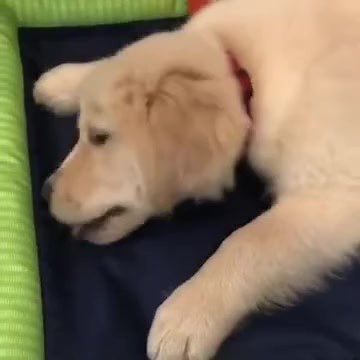 2.6K views · 41 reactions | Rumble Dogs on Reels | Facebook