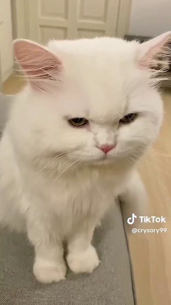 Sooo cute #catsoftiktok #cat #kitten #cute #fyp | cats cute