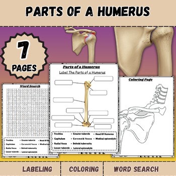 Parts of a Humerus | Labeling Worksheet, Skeletal System, Anatomy arm bone