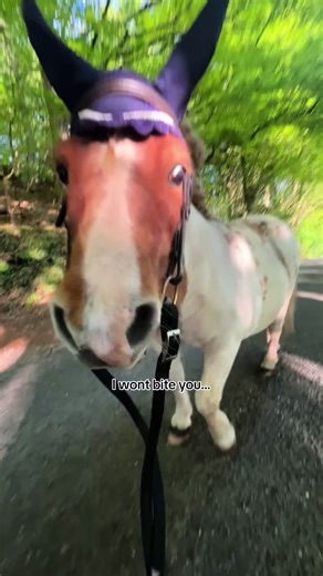 Understanding Pony Behavior: Nibbling vs. Biting