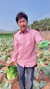 Update on the vegetables that were harvested. #DIY #MapleGarden #Farmer