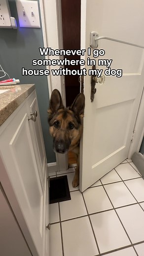 Curious German Shepherd Takes Over Bathroom