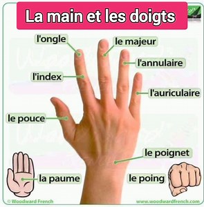 Vocabulaire : la main et les doigts #learning #apprentissage #French #apprendre #francais #france #learnfrench | LibraStory