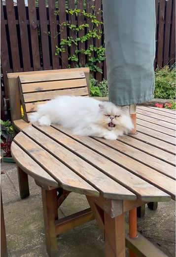 Caspers Catio Table Adventures: Belly Rubs and Air Biscuits