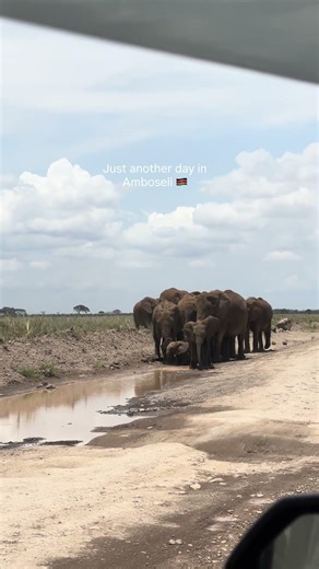 #adventure #elephant #animals #wildlife #big5 #travel