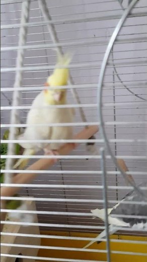 Cockatiel birds 🐦#Cockatiel facts
